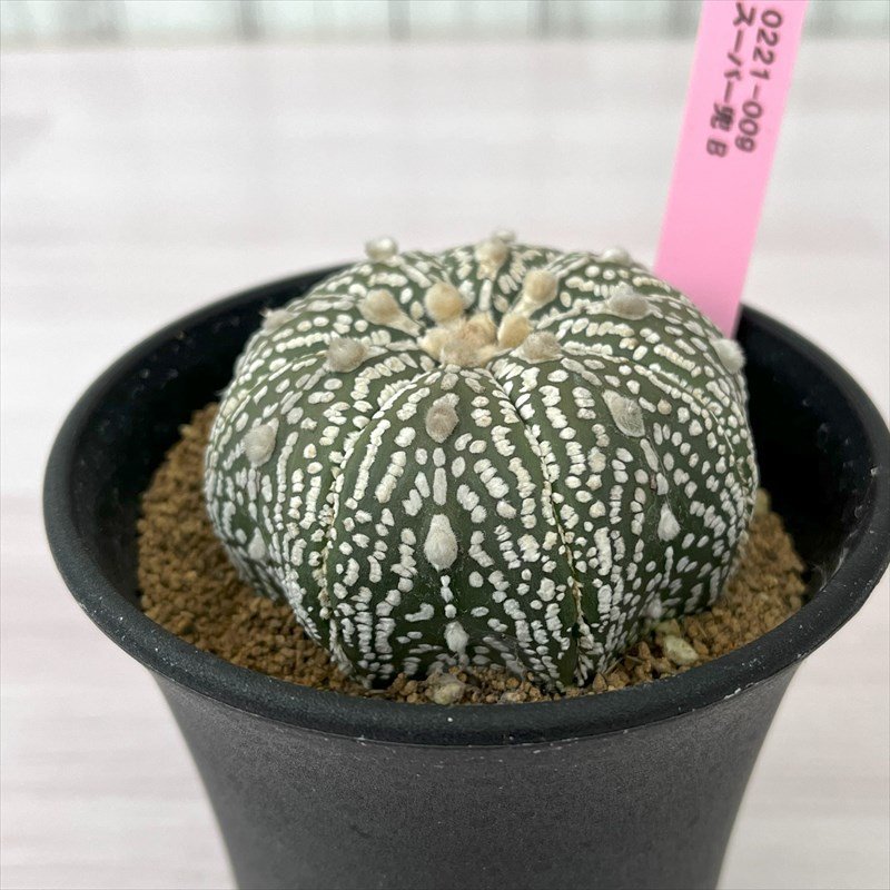 0221-009 アトロフィツム スーパー兜 B 3.5号鉢 多肉植物 現品_画像4