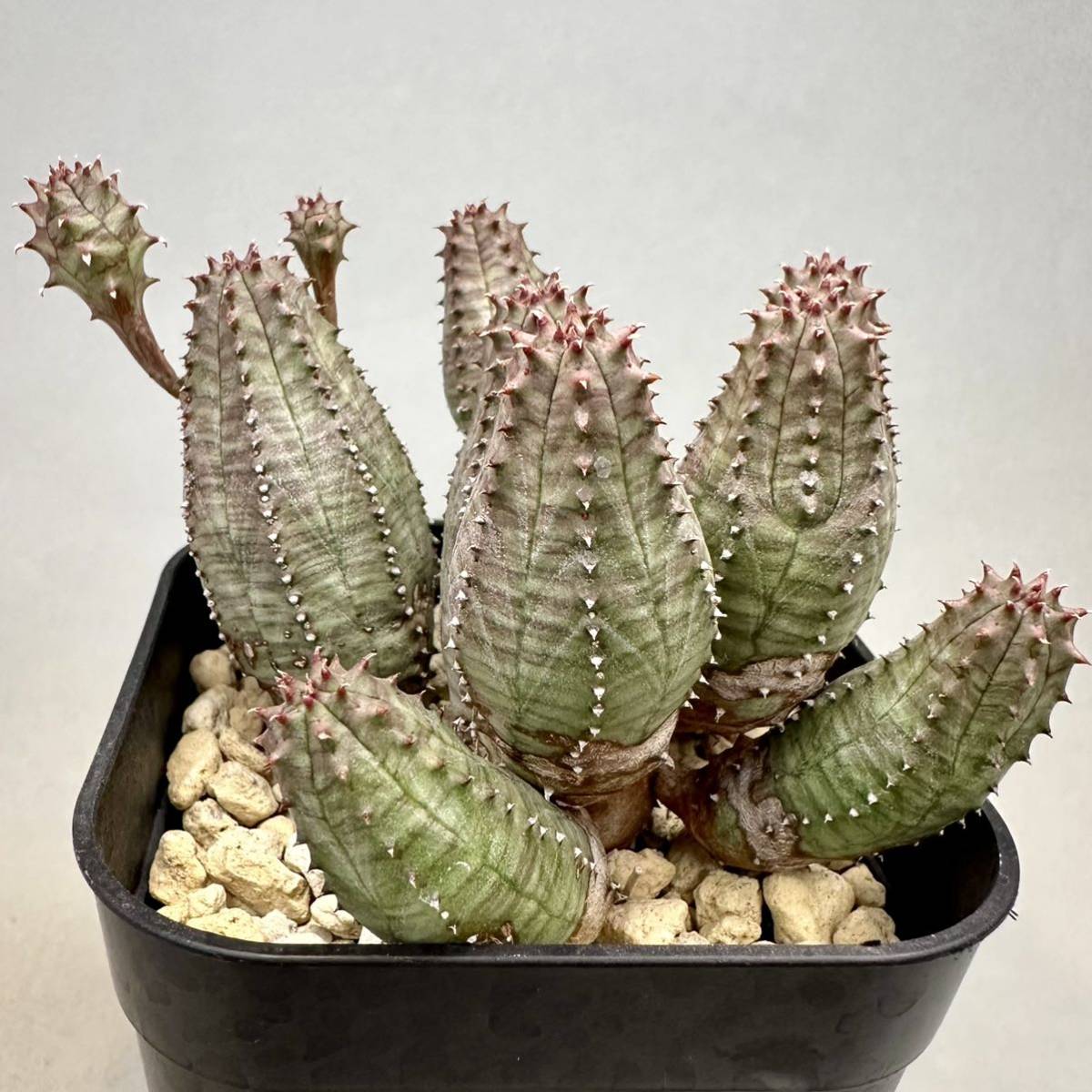 プセウドオベサ ユーフォルビア オベサ × プセウドグロボーサ ハイブリッド Euphorbia pseudobesa obesa pseudoglobosa 実生 稚児キリンの画像5