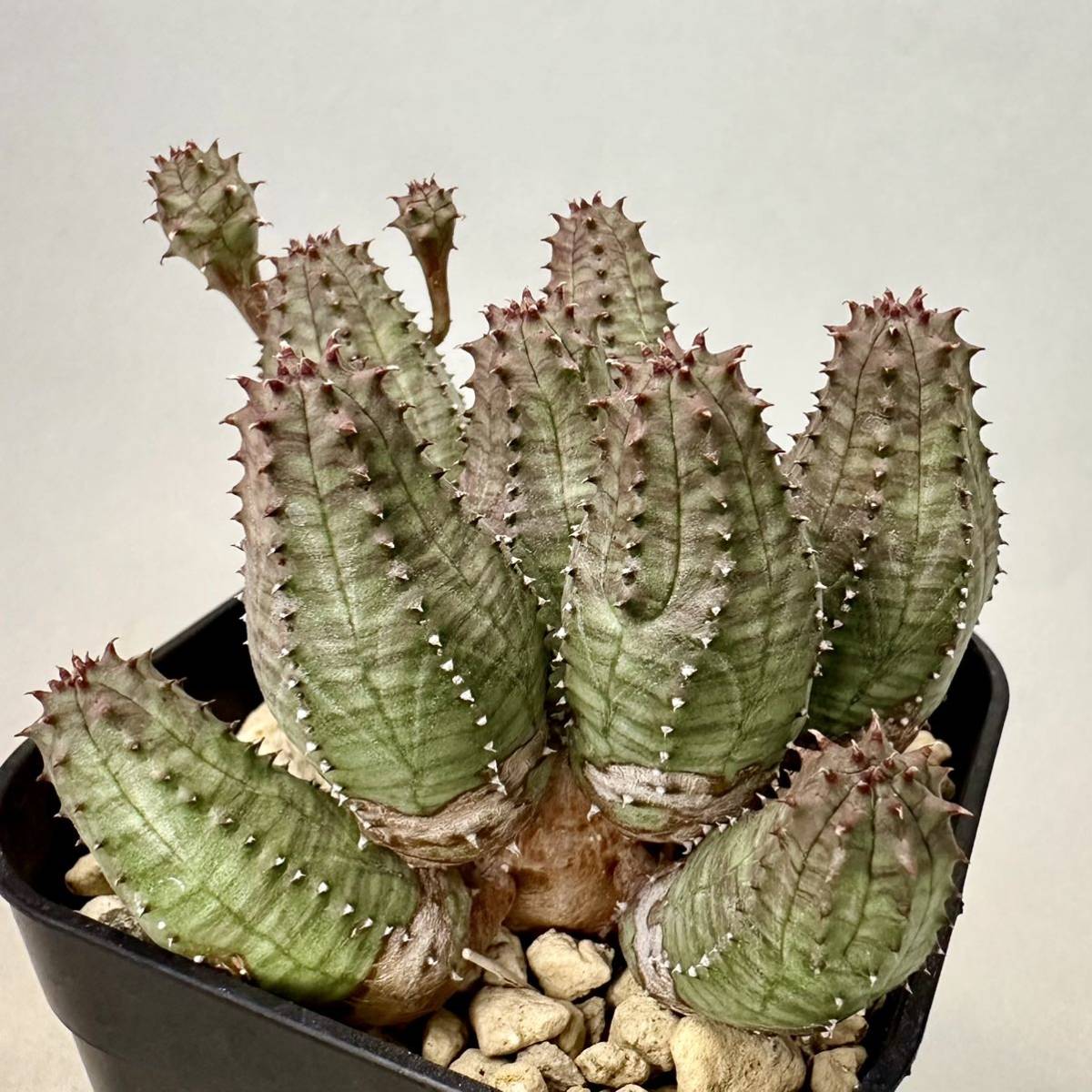 プセウドオベサ ユーフォルビア オベサ × プセウドグロボーサ ハイブリッド Euphorbia pseudobesa obesa pseudoglobosa 実生 稚児キリンの画像1