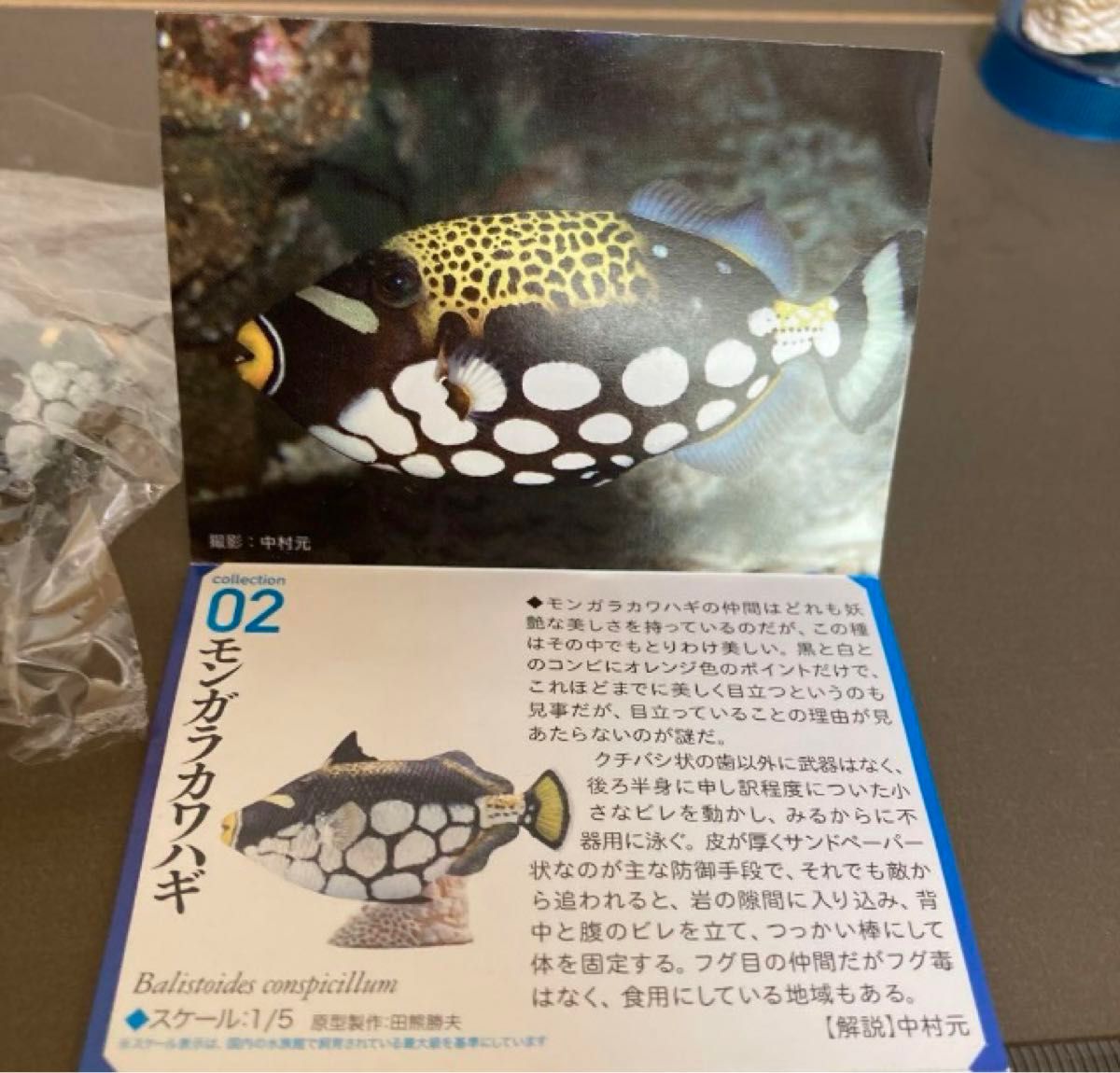 日本水族館立体生物図録モンガラカワハギ　 海洋堂