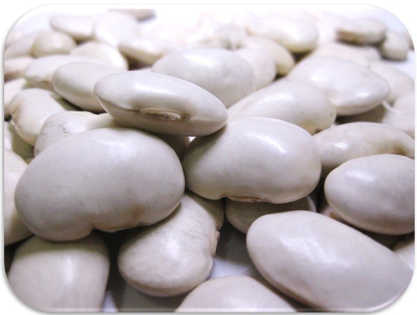  white flower legume 200g×3 sack legume power Hokkaido production ( mail service ) white flower beautiful person white common bean flower legume kidney bean .. is ... domestic production dry bean domestic production beans Japanese style food ingredients raw legume 