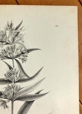 大き目　1840年代　アンティークボタニカルアート　ニューヨーク植物誌　ミソハギ科　スワンプウィロ－ハーブ_画像7
