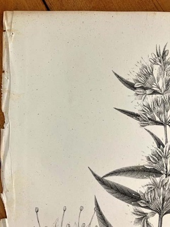大き目　1840年代　アンティークボタニカルアート　ニューヨーク植物誌　ミソハギ科　スワンプウィロ－ハーブ_画像4