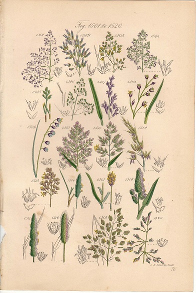 1890年代　アンティークボタニカルアート　サワビー　20種類のイネ科植物　グラス　野草_画像1