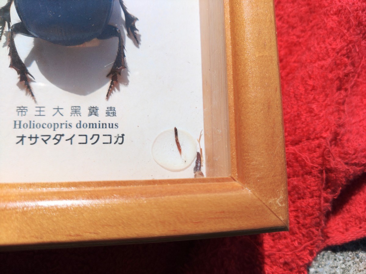 カブトムシ　類　標本　中古　サソリ　腕　もげ_画像4