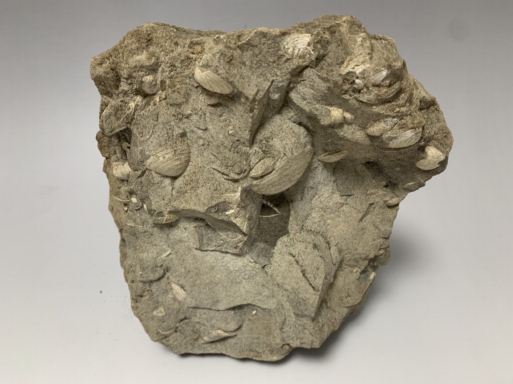 [1] 化石収集家放出品。貝がいっぱい。貝の化石。寸法(約):高さ19.5㎝×横幅17㎝×奥行11㎝×重さ4.2Kg_画像6