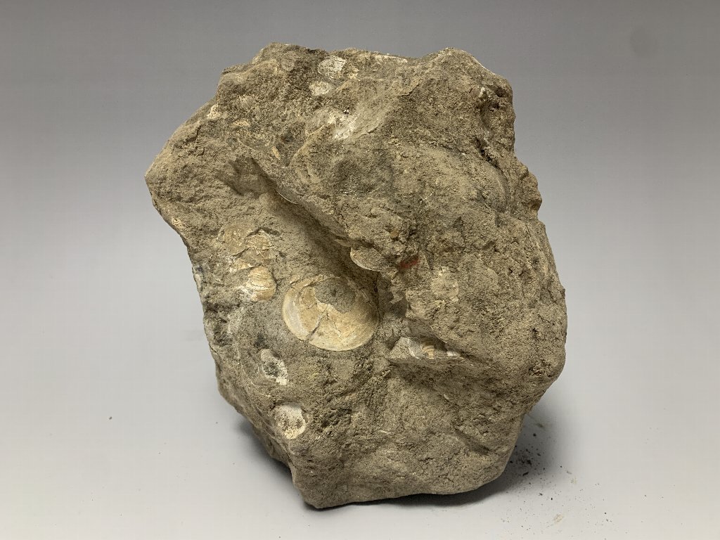 [1] 化石収集家放出品。貝がいっぱい。貝の化石。寸法(約):高さ19.5㎝×横幅17㎝×奥行11㎝×重さ4.2Kg_画像8
