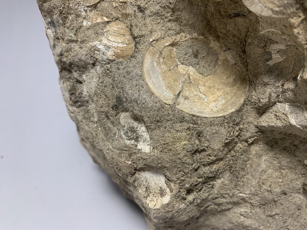[1] 化石収集家放出品。貝がいっぱい。貝の化石。寸法(約):高さ19.5㎝×横幅17㎝×奥行11㎝×重さ4.2Kg_画像9