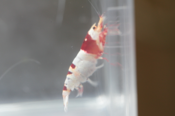 ☆Red Star Shrimp☆最短♀2♂2の出品保障で♀1　発送日は23日_発送個体