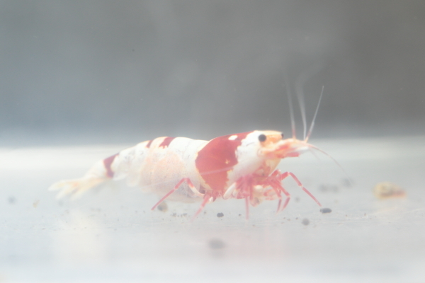 ☆Red Star Shrimp☆最短♀2♂2の出品保障で♀1　発送日は23日_画像6