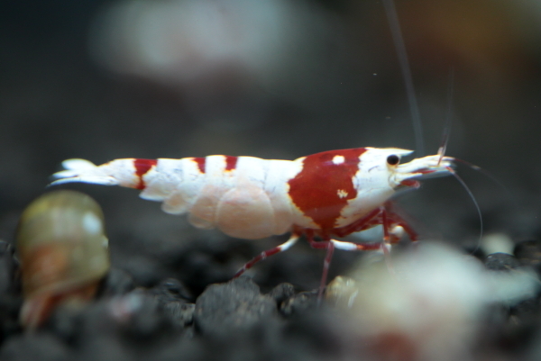 ☆Red Star Shrimp☆最短♀2♂2の出品保障で♀1　発送日は23日_画像4