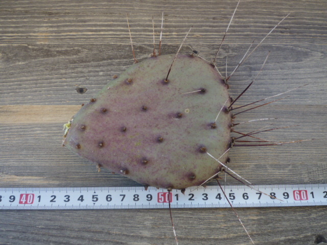 ウチワサボテン オプンチア アズレア　Opuntia azurea　カット苗　Opuntia　団扇サボテン　紫サボテン　_画像4