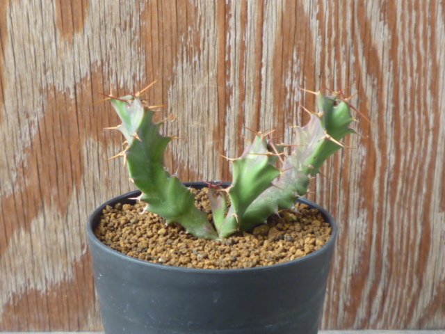 ユーフォルビア トルチラマ　Euphorbia tortirama　実生苗　ユーホルビア　塊根_画像1