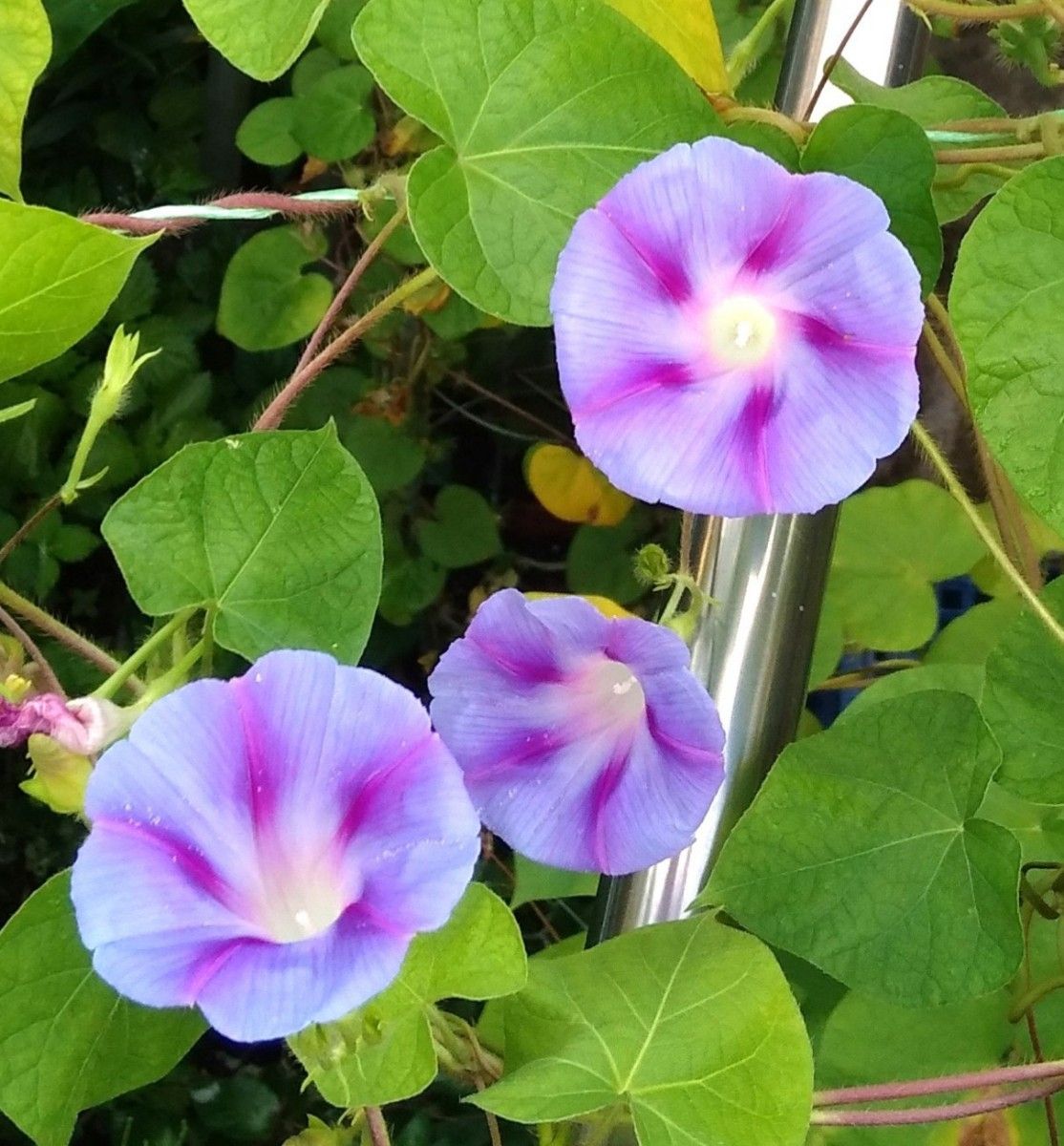 西洋朝顔の種と白花夕顔の種