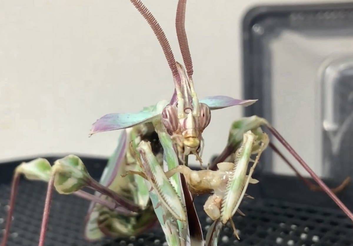 増量♪ Idolomantis diabolica タンザニア産　　初令8匹セット　ニセハナマオウ　カマキリ　※サービスあり　※保証あり　カマキリ株式会社_画像7