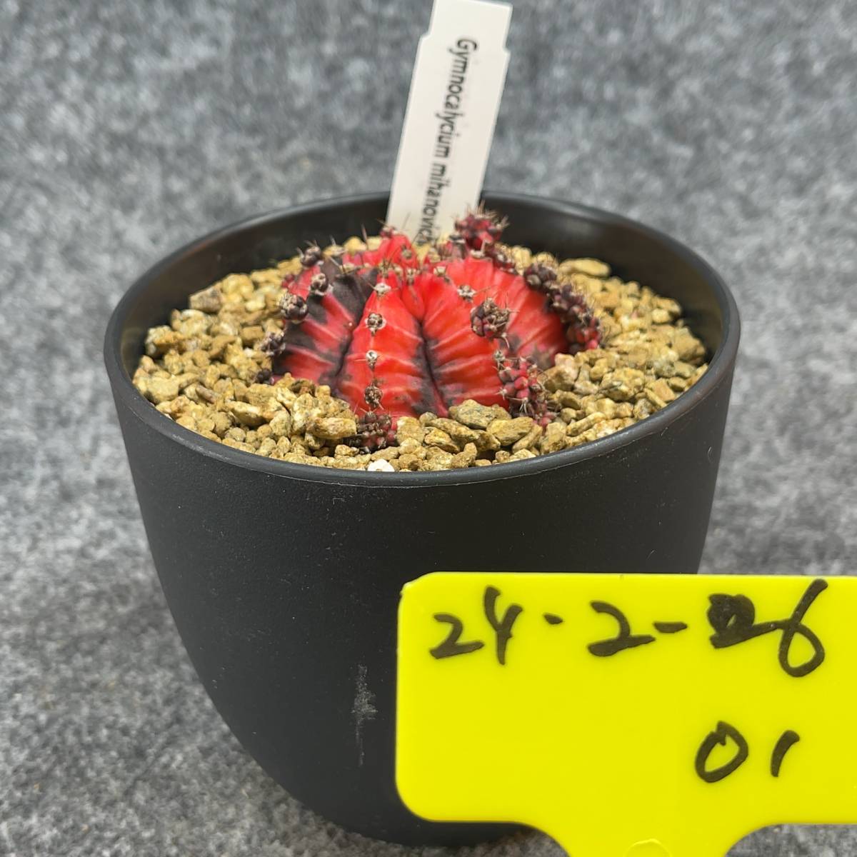 【鉢ごと発送】 サボテン 緋牡丹錦 / Gymnocalycium mihanovichii /４号鉢 /24-2-6-01の画像4