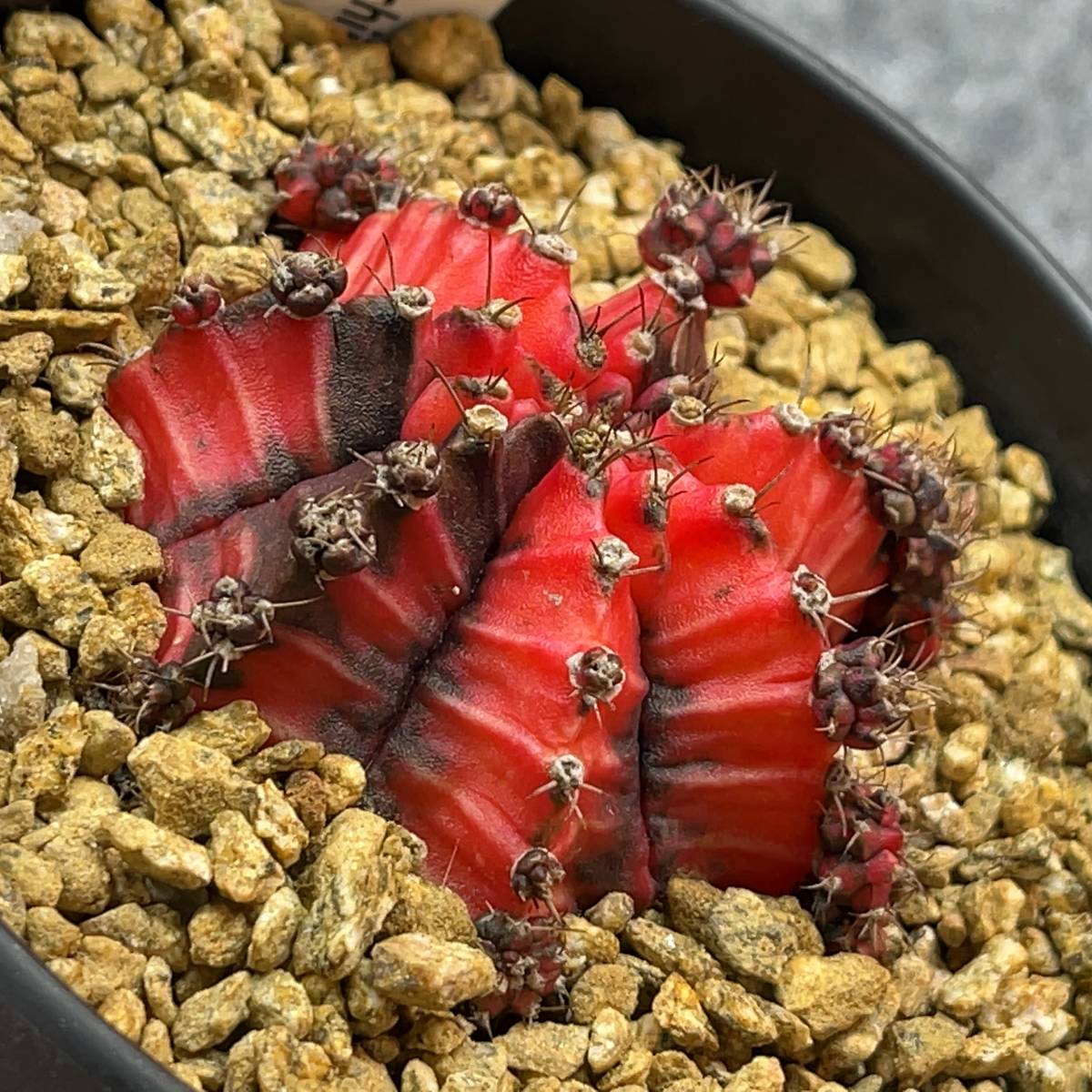 【鉢ごと発送】 サボテン 緋牡丹錦 / Gymnocalycium mihanovichii /４号鉢 /24-2-6-01の画像2