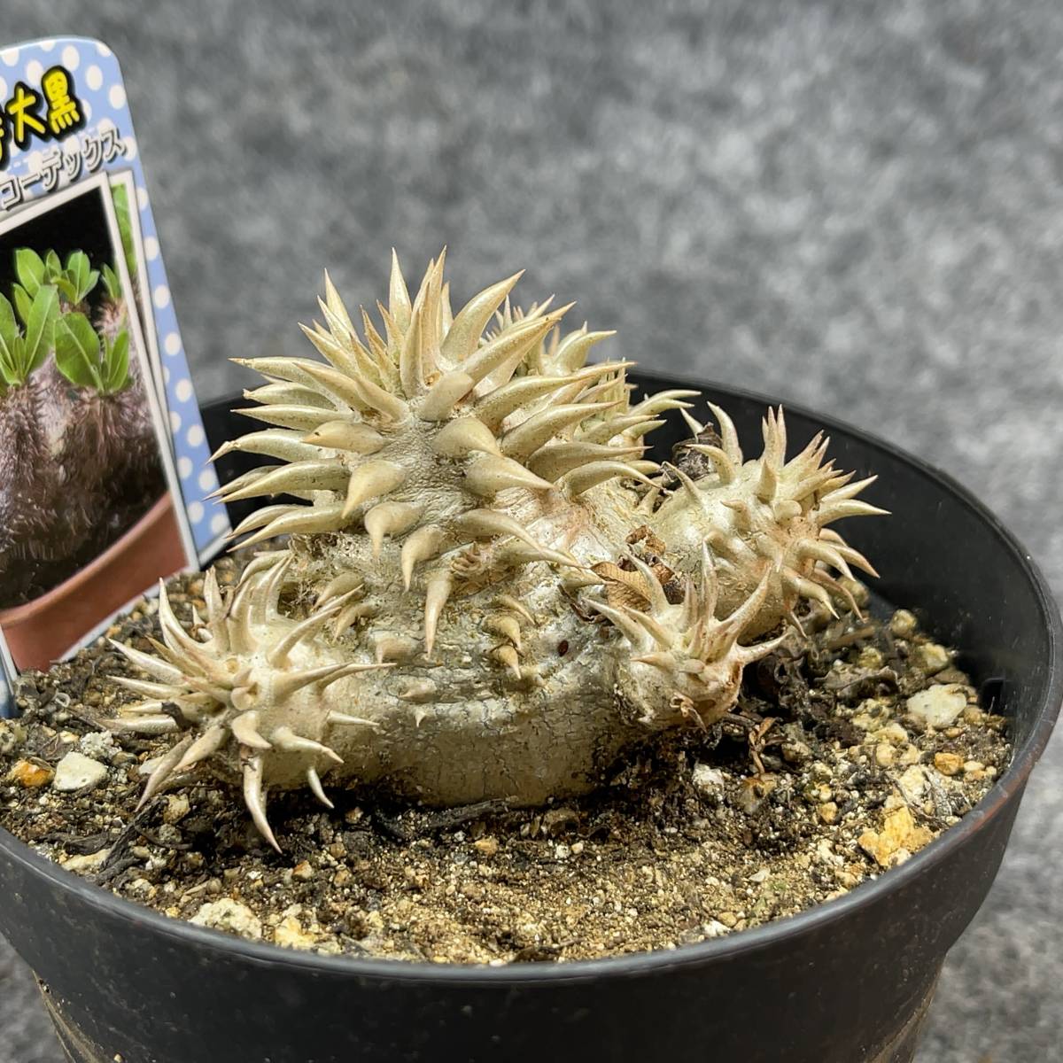 【鉢ごと発送】パキポディウム・恵比寿大黒 /Pachypodium ‘Densicaule’/3.5号鉢/塊根・多肉植物【現品】24-2-9-14の画像6