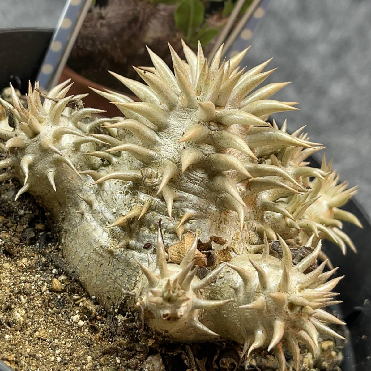 【鉢ごと発送】パキポディウム・恵比寿大黒 /Pachypodium ‘Densicaule’/3.5号鉢/塊根・多肉植物【現品】24-2-9-14の画像3