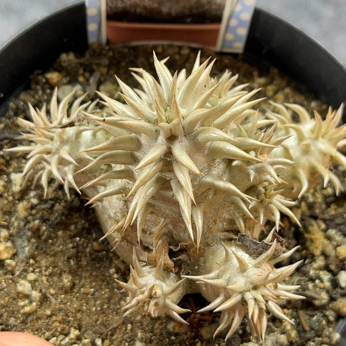 【鉢ごと発送】パキポディウム・恵比寿大黒 /Pachypodium ‘Densicaule’/3.5号鉢/塊根・多肉植物【現品】24-2-9-14の画像2