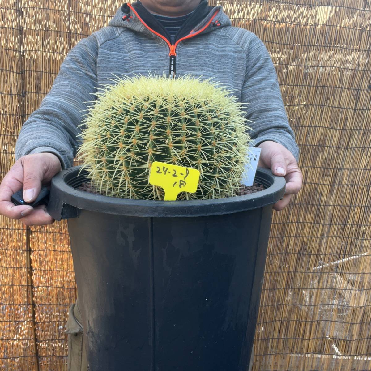 【鉢ごと発送】サボテンの王様！金色サボテン / 金鯱（キンシャチ）"Golden barrel cactus " / 12号 黒鉢【現品】M24-2-9-18の画像3