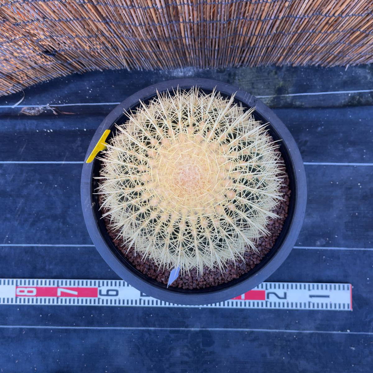 【鉢ごと発送】サボテンの王様！金色サボテン / 金鯱（キンシャチ）"Golden barrel cactus " / 12号 黒鉢【現品】M24-2-9-18_画像8