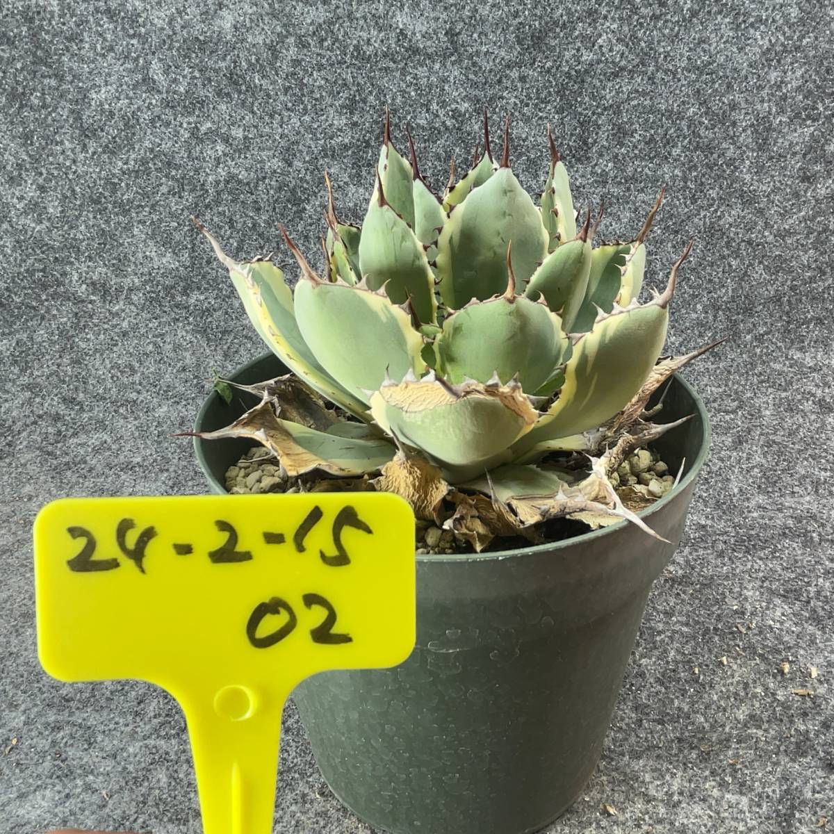 【鉢ごと発送】アガベ ポタトルム 吉祥冠錦 / agave potatorum ‘Kissho Kan’ variegata / 5号鉢t 【現品】M24-2-15-02の画像4