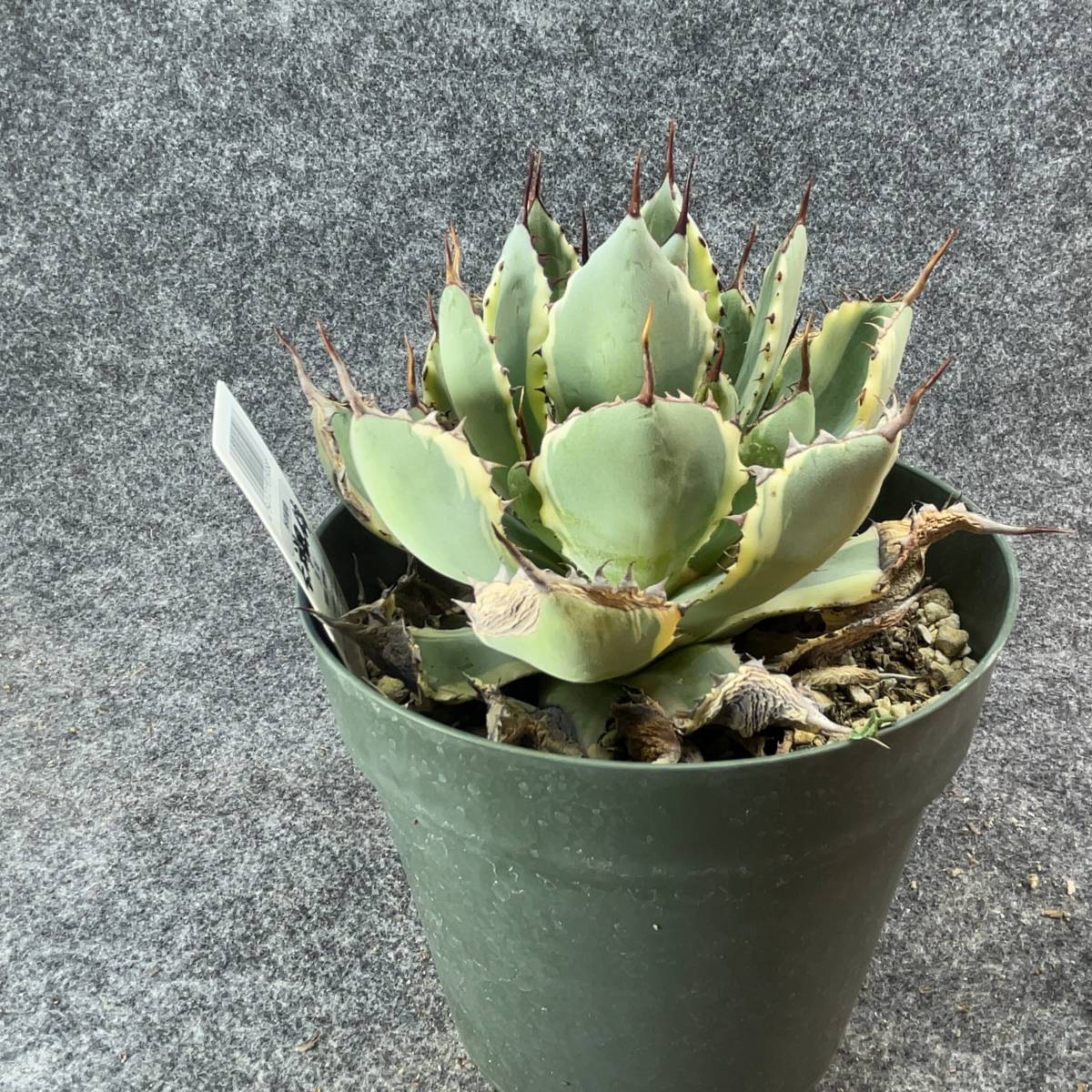 【鉢ごと発送】アガベ ポタトルム 吉祥冠錦 / agave potatorum ‘Kissho Kan’ variegata / 5号鉢t 【現品】M24-2-15-02の画像7