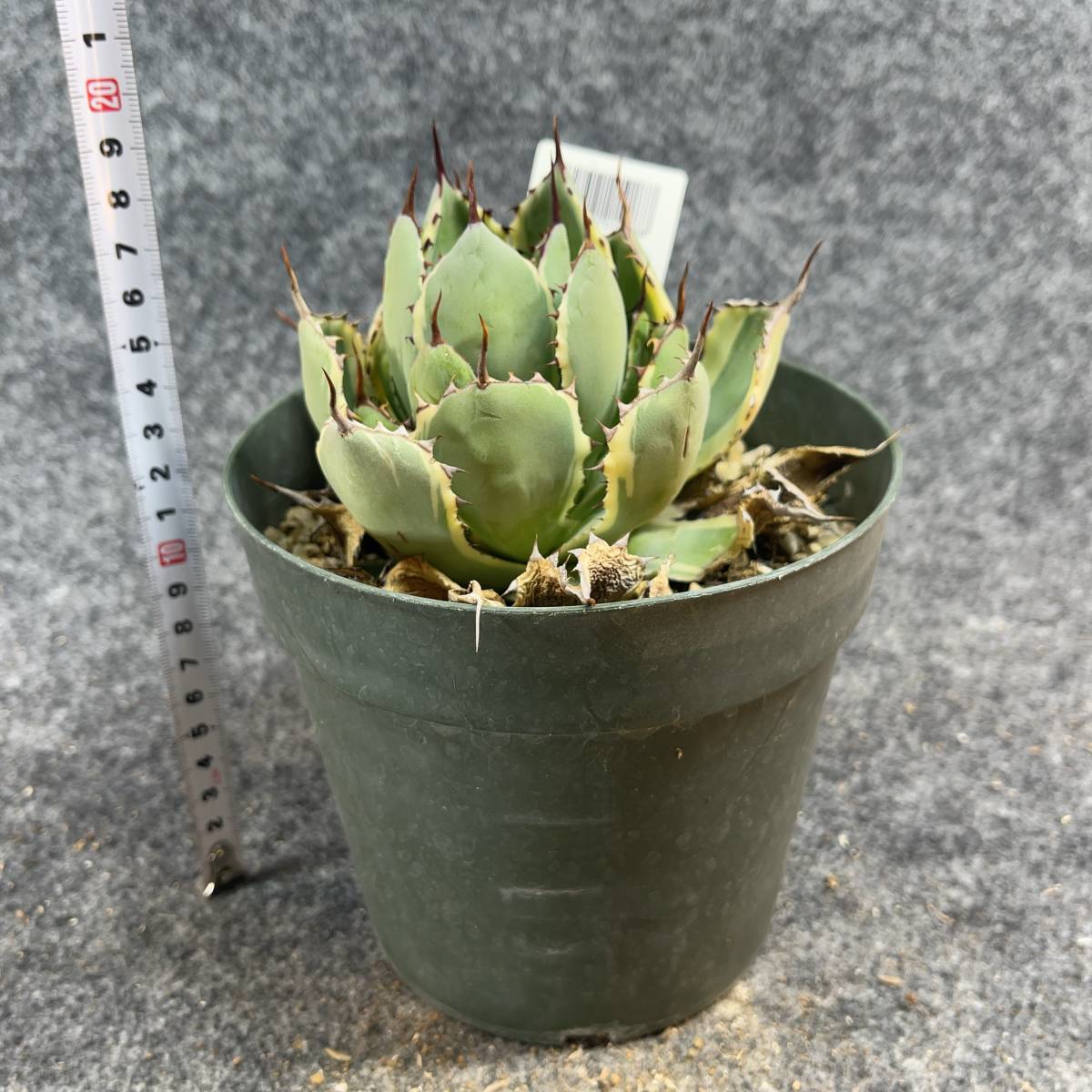 【鉢ごと発送】アガベ ポタトルム 吉祥冠錦 / agave potatorum ‘Kissho Kan’ variegata / 5号鉢t 【現品】M24-2-15-09の画像8