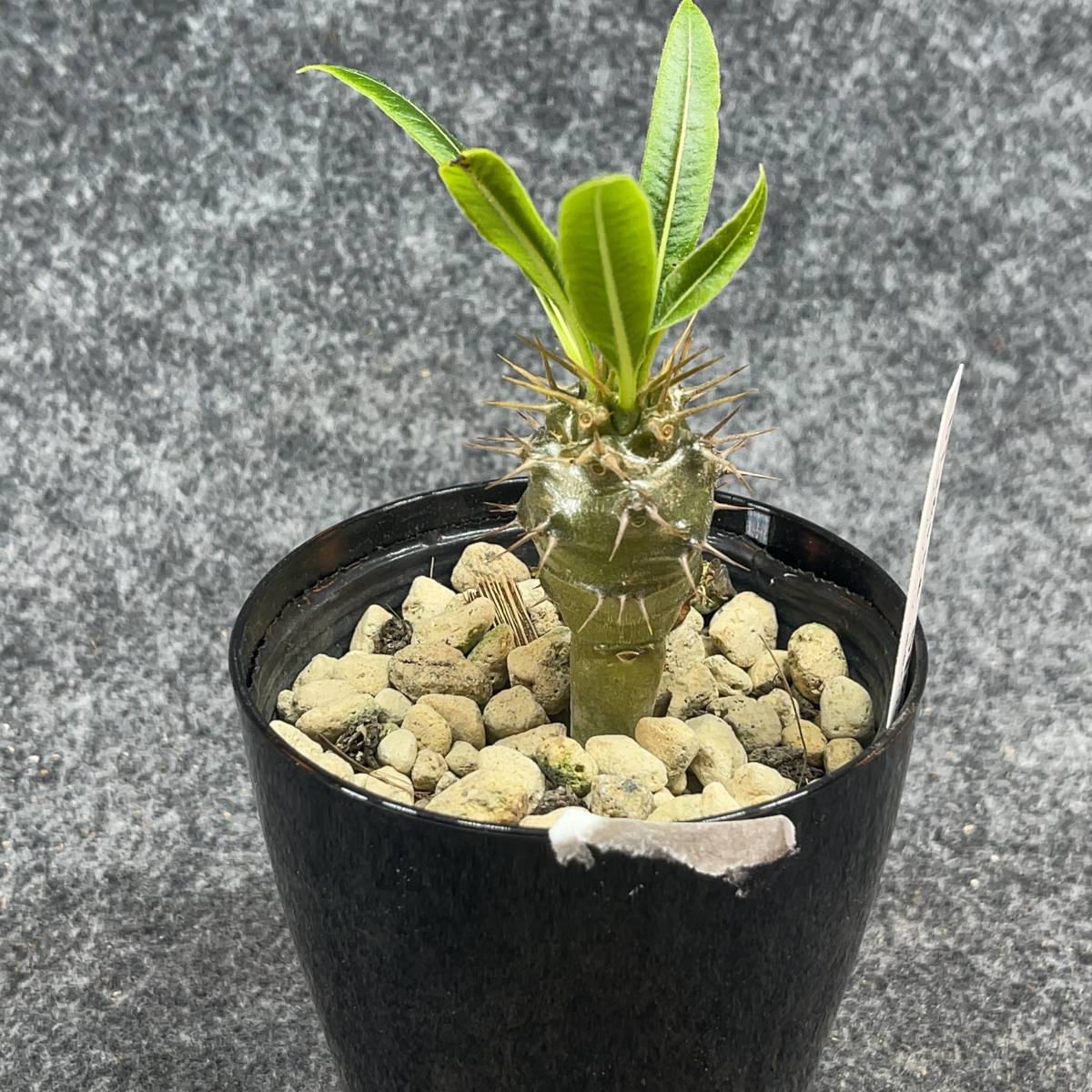 【鉢ごと発送】パキポディウム　ラモスム / Pachypodium lamerei var.ramosum/ 3.5号鉢 【現品】M24-2-15-13_画像9