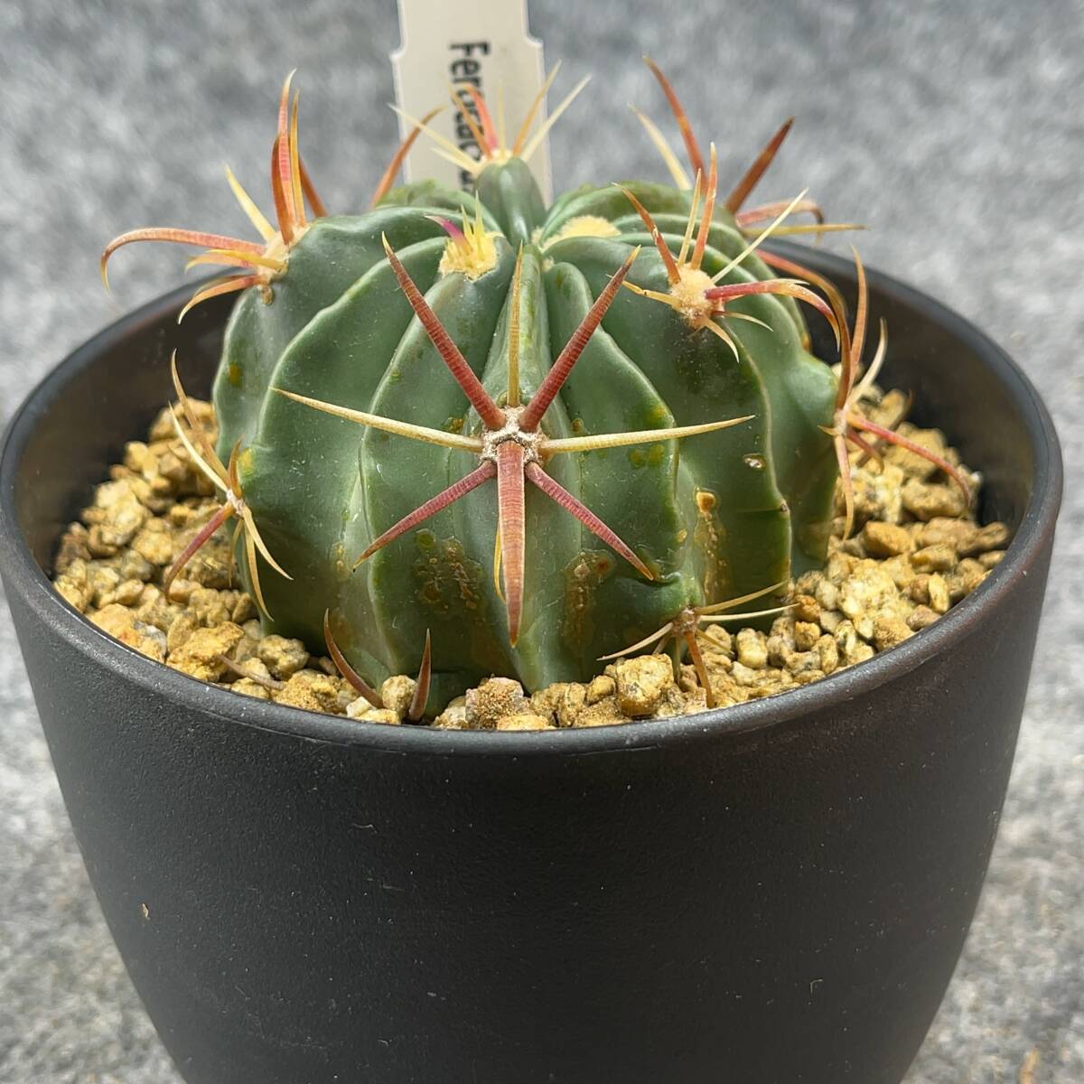 【鉢ごと発送】フェロカクタス　日の出丸 /Ferocactus latispinus/ 4号鉢 / サボテン・塊根・多肉植物【現品】24-2-21-15_画像5