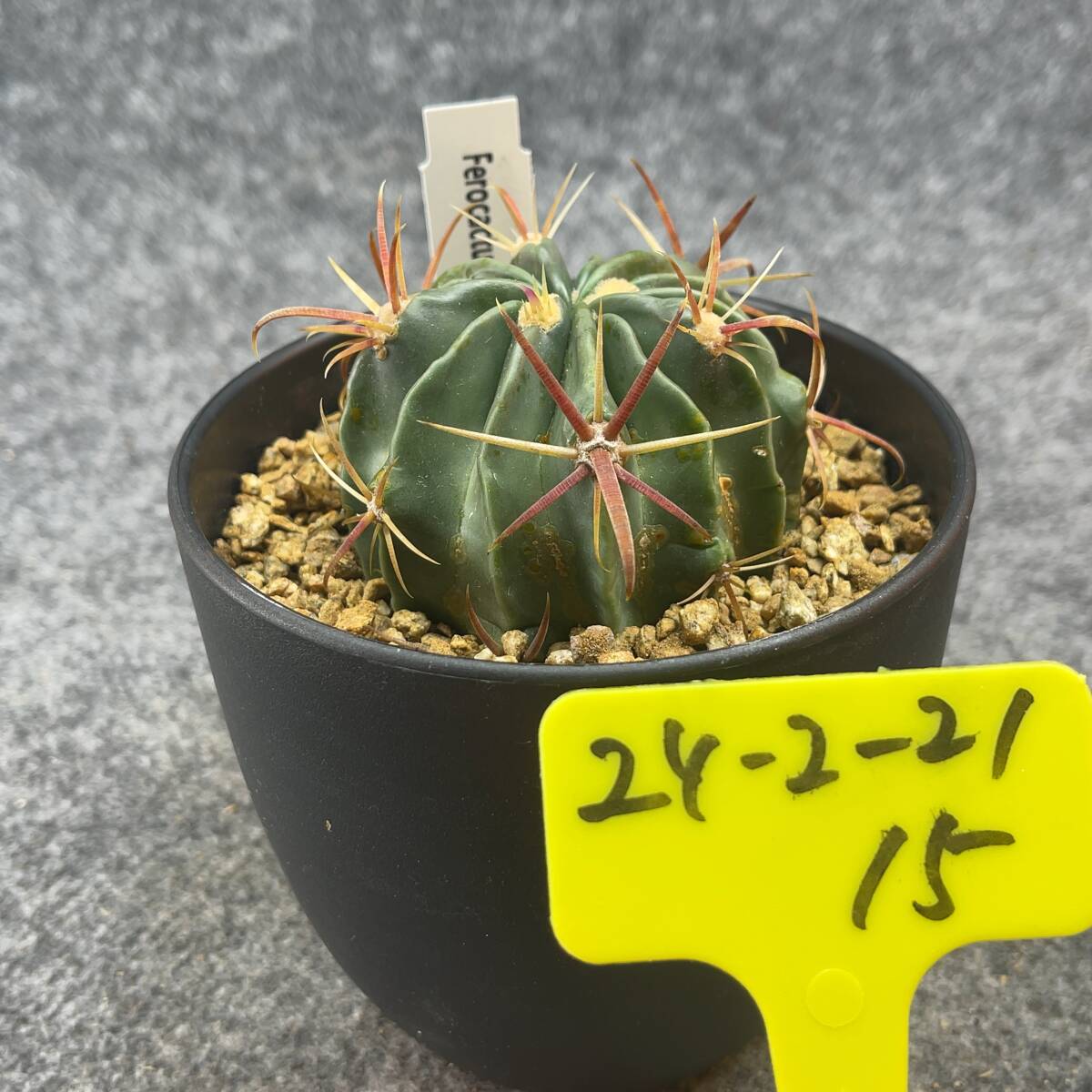 【鉢ごと発送】フェロカクタス　日の出丸 /Ferocactus latispinus/ 4号鉢 / サボテン・塊根・多肉植物【現品】24-2-21-15_画像4