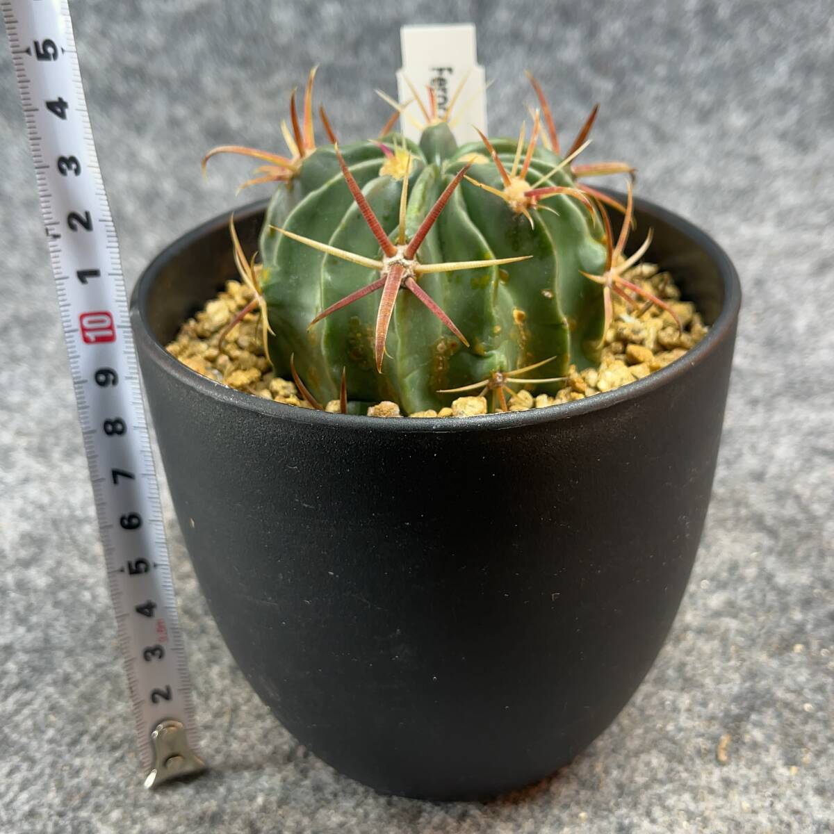 【鉢ごと発送】フェロカクタス　日の出丸 /Ferocactus latispinus/ 4号鉢 / サボテン・塊根・多肉植物【現品】24-2-21-15_画像9