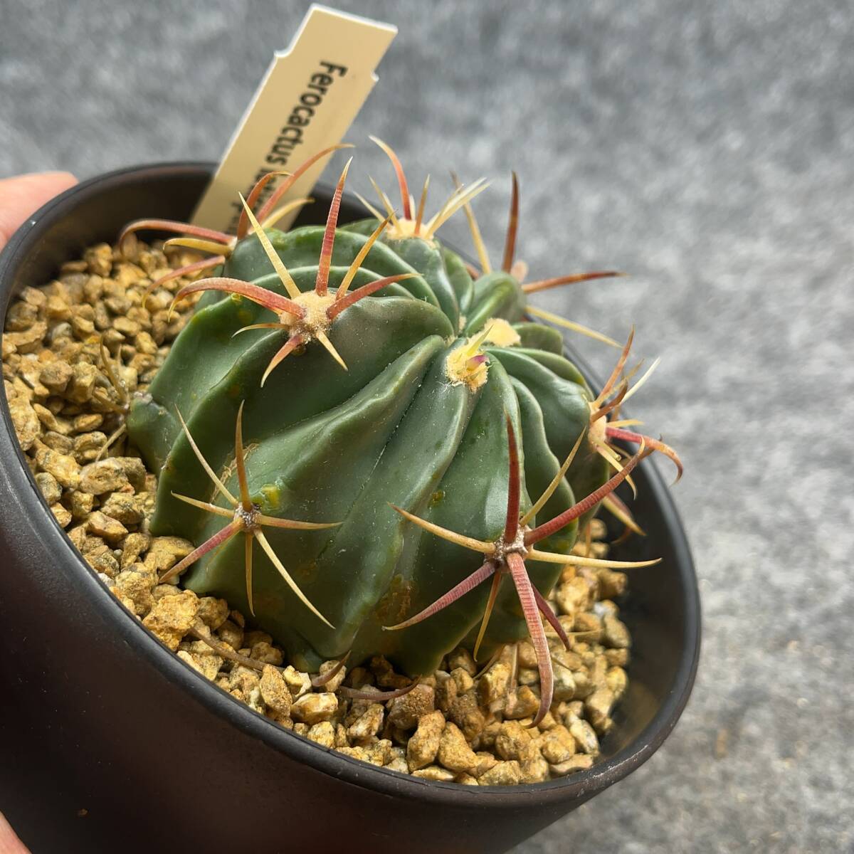 【鉢ごと発送】フェロカクタス　日の出丸 /Ferocactus latispinus/ 4号鉢 / サボテン・塊根・多肉植物【現品】24-2-21-15_画像2