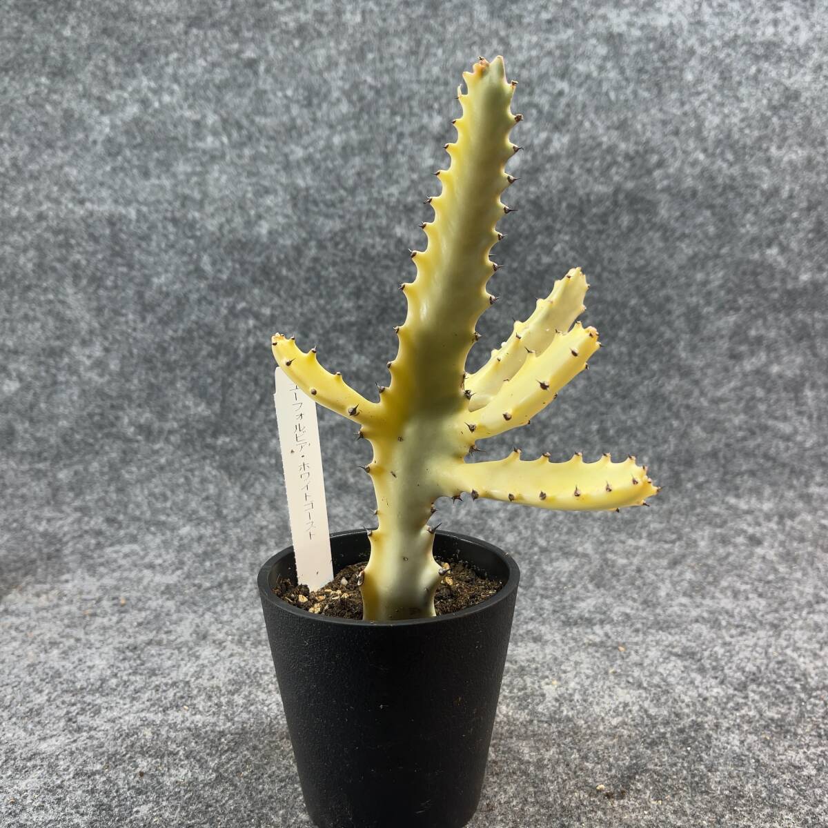 【鉢ごと発送】ユーフォルビア・ホワイトゴースト / Euphorbia White Ghost /3.5号鉢 / サボテン・塊根・多肉植物【現品】24-2-21-30_画像3