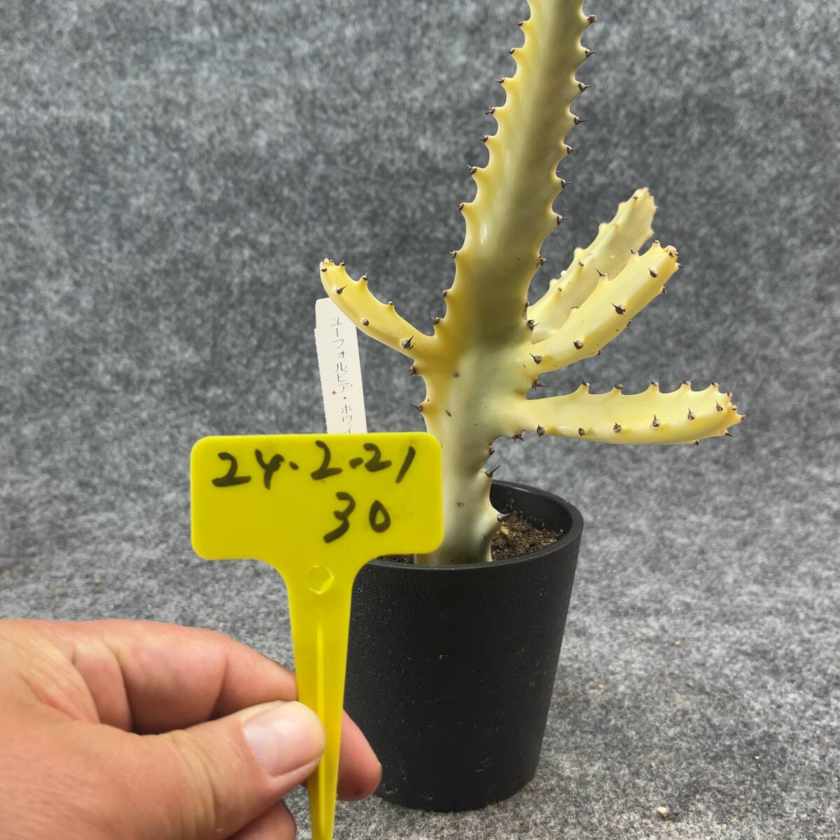 【鉢ごと発送】ユーフォルビア・ホワイトゴースト / Euphorbia White Ghost /3.5号鉢 / サボテン・塊根・多肉植物【現品】24-2-21-30_画像6