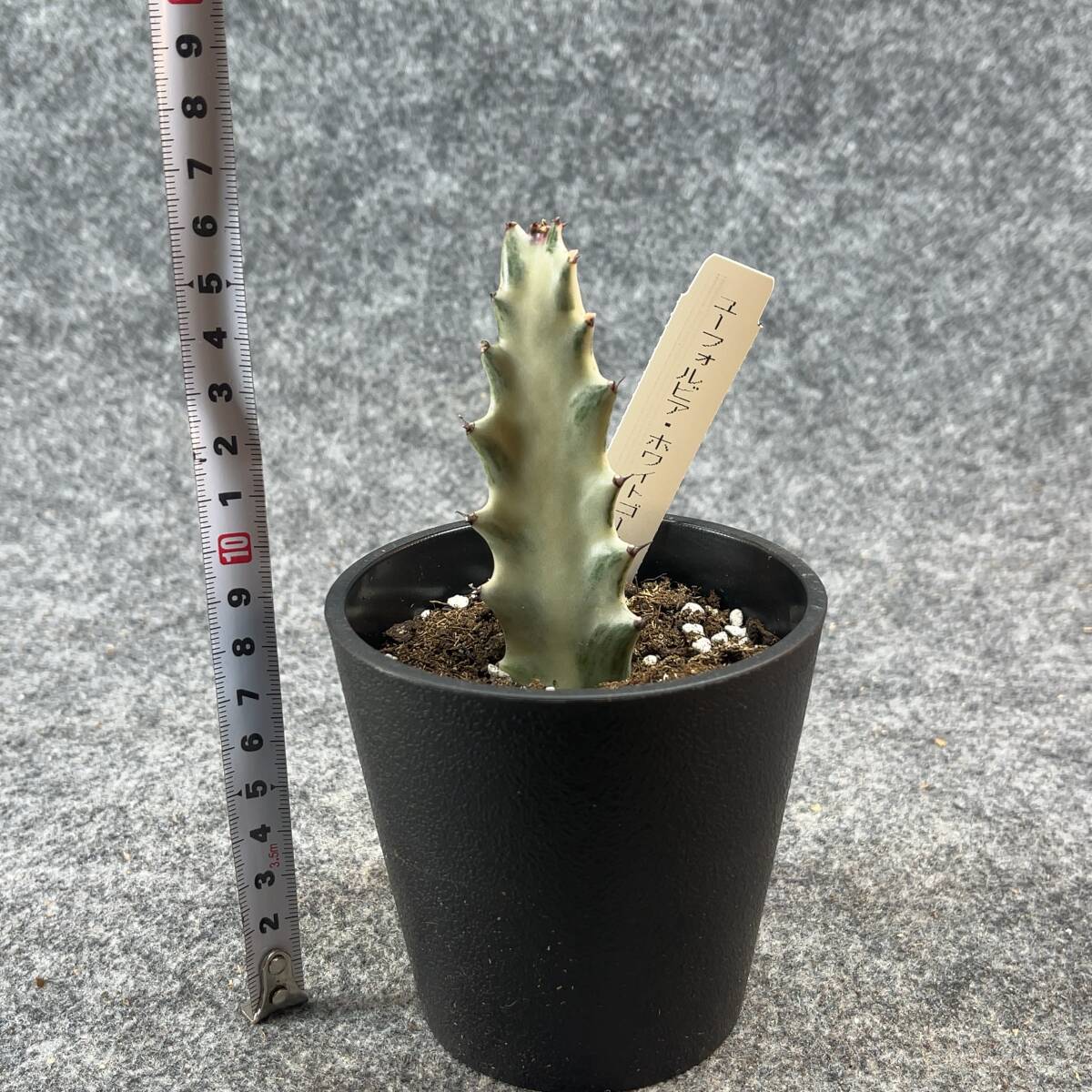 【鉢ごと発送】ユーフォルビア・ホワイトゴースト / Euphorbia White Ghost /3.5号鉢 / サボテン・塊根・多肉植物【現品】24-2-21-01_画像6