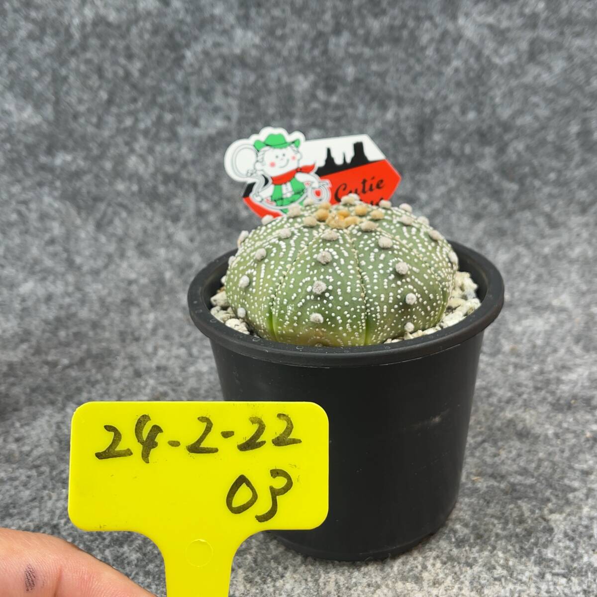 【鉢ごと発送】アストロフィツム 兜丸 / Sea-urchin cactus /3.5号鉢 / サボテン・塊根・多肉植物【現品】24-2-22-03_画像4