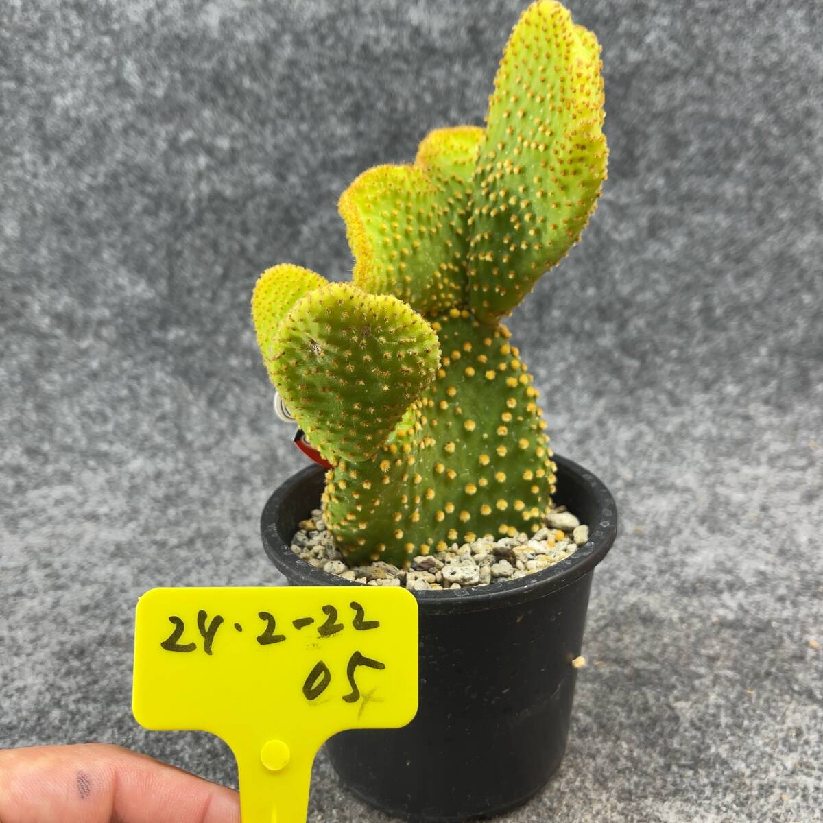 【鉢ごと発送】オプンチア 環城楽　/Opuntia microdasys f.cristata/3.5号鉢 / サボテン・塊根・多肉植物【現品】24-2-22-05_画像4