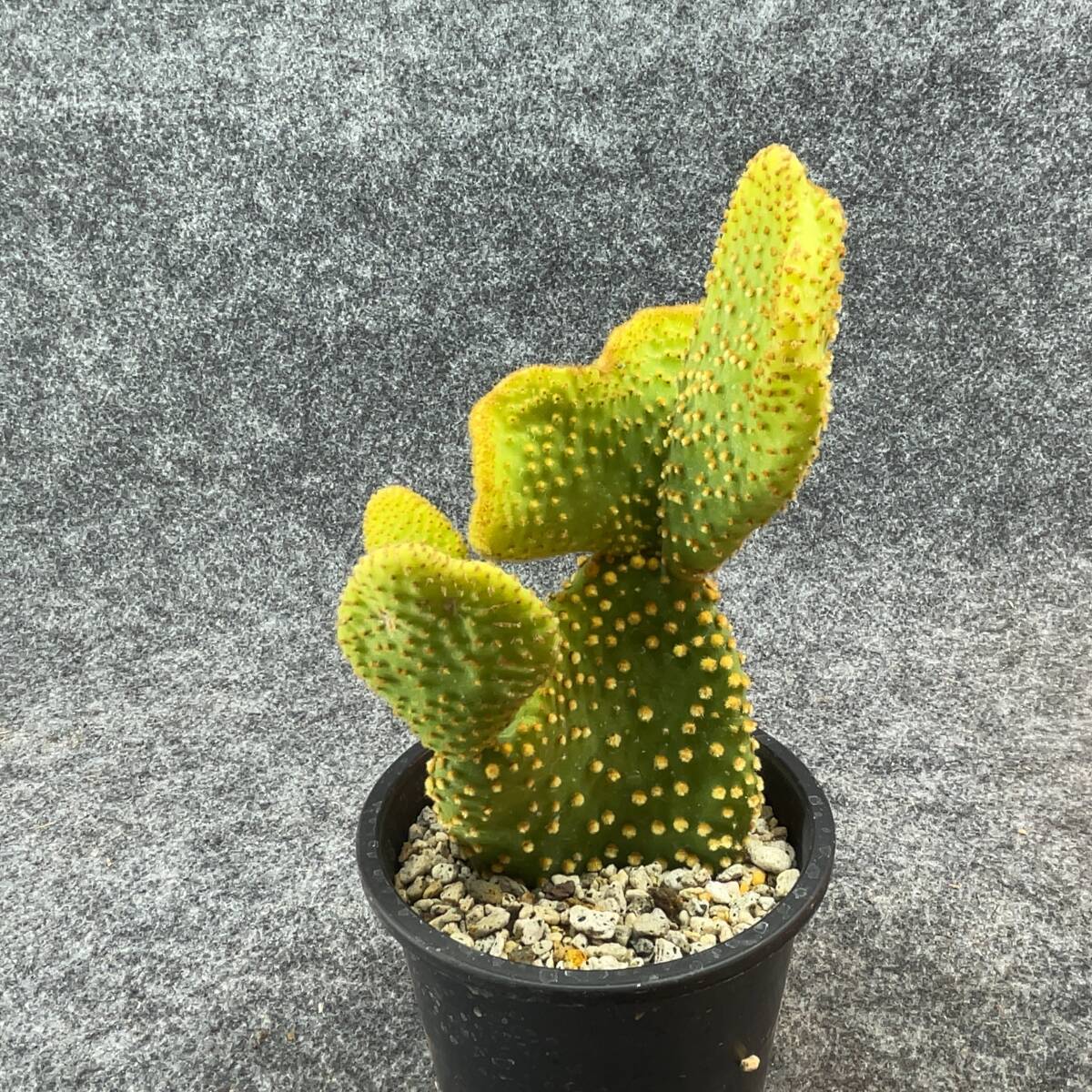 【鉢ごと発送】オプンチア 環城楽　/Opuntia microdasys f.cristata/3.5号鉢 / サボテン・塊根・多肉植物【現品】24-2-22-05_画像5