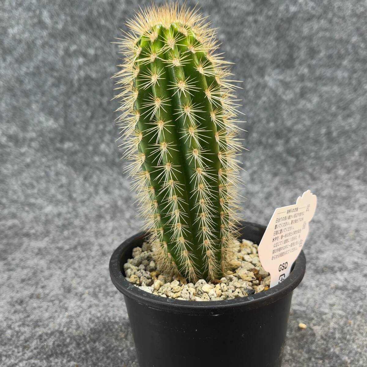 【鉢ごと発送】パキケレウス プリングレイ 武倫柱 / Pachycereus pringlei /3.5号鉢 / サボテン・塊根・多肉植物【現品】24-2-22-08の画像8