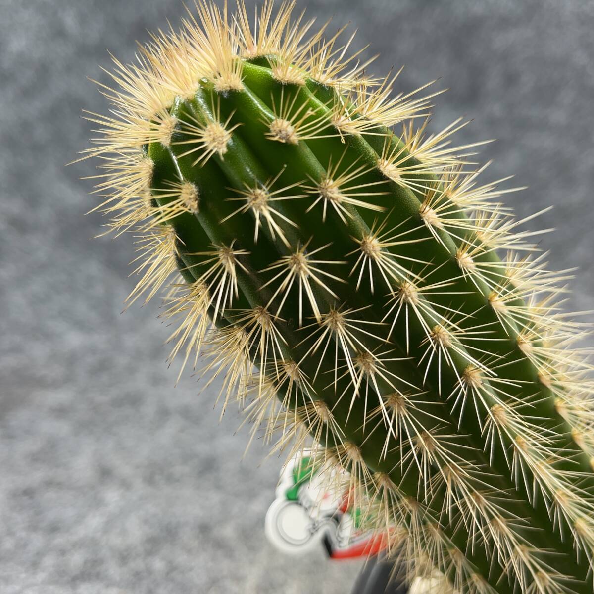 【鉢ごと発送】パキケレウス プリングレイ 武倫柱 / Pachycereus pringlei /3.5号鉢 / サボテン・塊根・多肉植物【現品】24-2-22-08の画像2