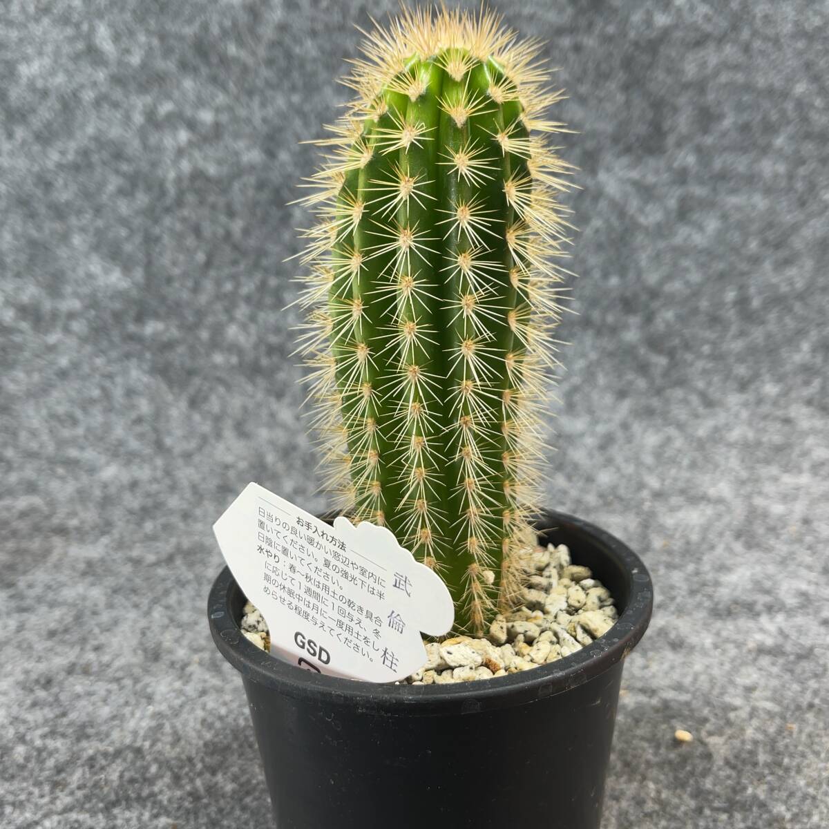 【鉢ごと発送】パキケレウス プリングレイ 武倫柱 / Pachycereus pringlei /3.5号鉢 / サボテン・塊根・多肉植物【現品】24-2-22-08の画像7