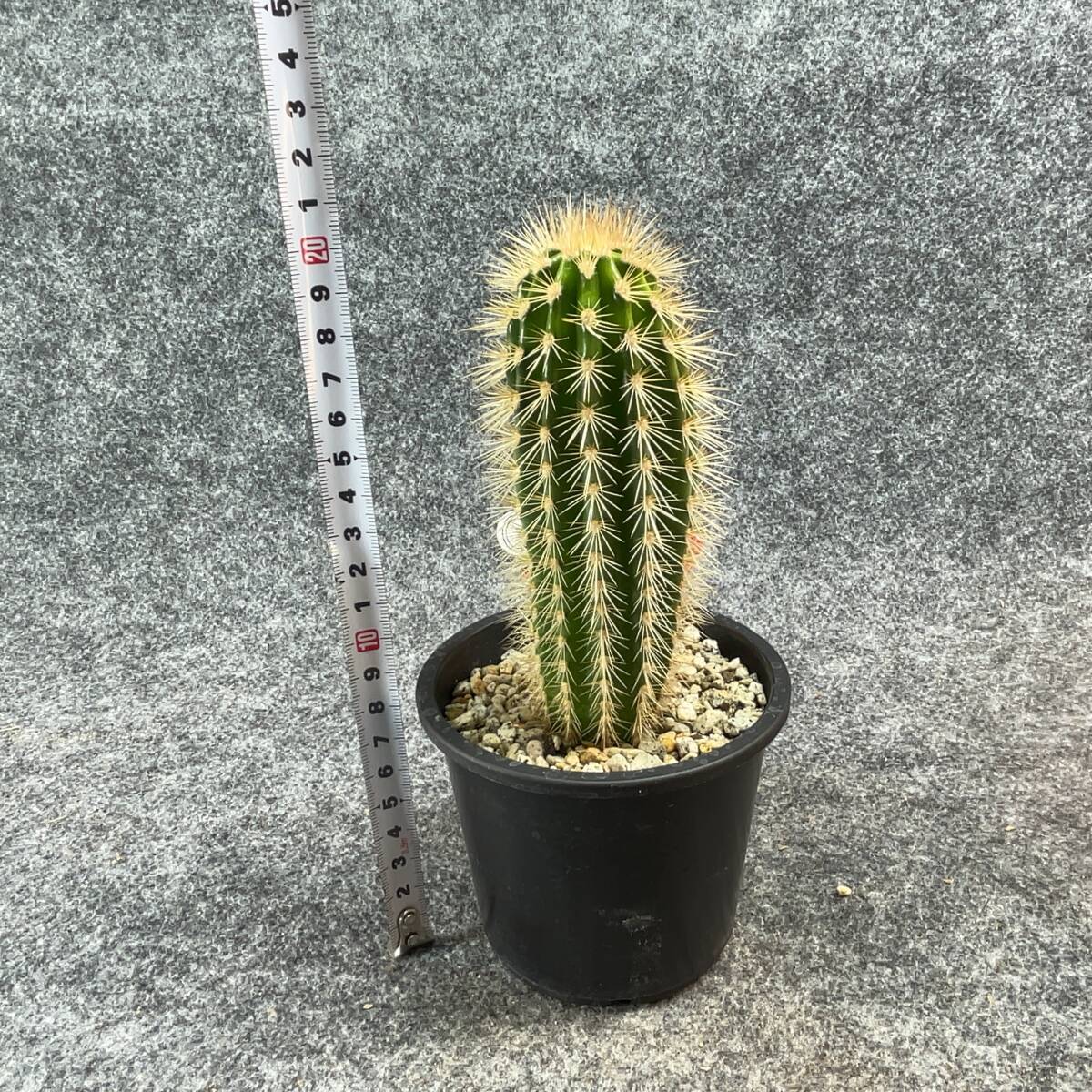 【鉢ごと発送】パキケレウス プリングレイ 武倫柱 / Pachycereus pringlei /3.5号鉢 / サボテン・塊根・多肉植物【現品】24-2-22-08の画像9