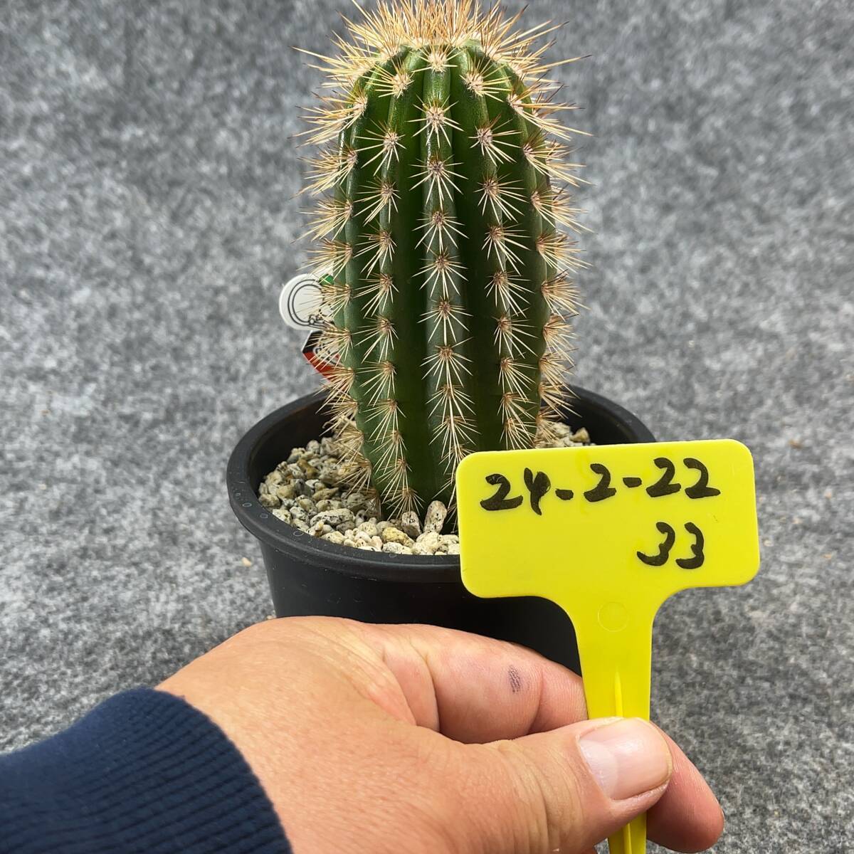 【鉢ごと発送】パキケレウス プリングレイ 武倫柱 / Pachycereus pringlei /3.5号鉢 / サボテン・塊根・多肉植物【現品】24-2-22-33の画像4