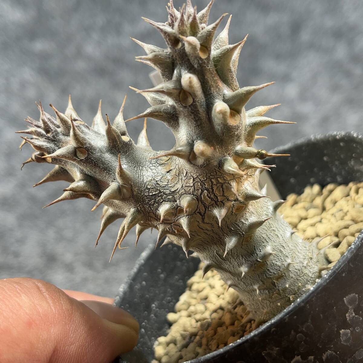 【鉢ごと発送】パキポディウム　デンシフローラム / Pachypodium densiflorum /3号鉢 / サボテン・塊根・多肉植物【現品】24-2-27-02_画像2