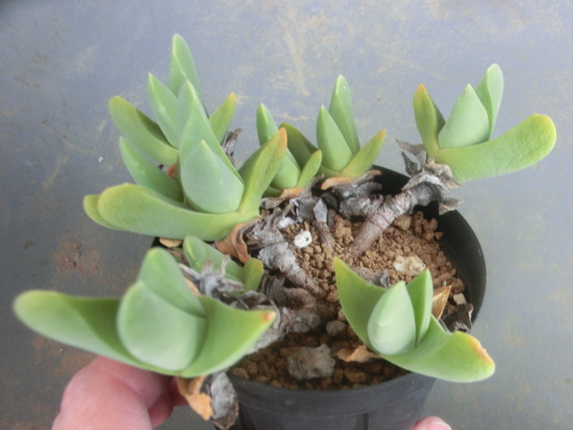 多肉植物・メセン ギバエウム 大鮫 【Gibbaeum】_画像1