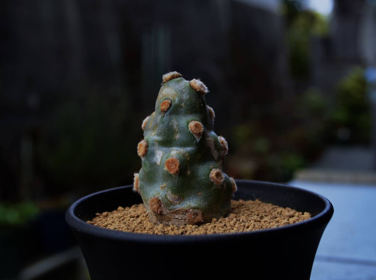 ★多肉植物★サボテン★テフロカクタス【Tephrocactus molinensis purple-body f.varieg.】【斑入・妖鬼殿錦】1節・3.0号・希少・現品_画像2