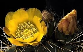 ★多肉植物★サボテン★オプンチア・ラグナエ【Opuntia lagunae】【和名：大極殿】・ターコイズブルー肌・強刺品・茎節・3号・希少・現品_参考写真：O・ラグナエの花です