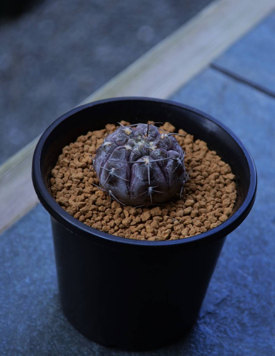 ★多肉植物★サボテン★ギムノカリキウム【Gymnocalycium striglianum var.herminae】ストリグリアナム・実生・白粉紫肌・3号・Φ3.7・現品_画像5